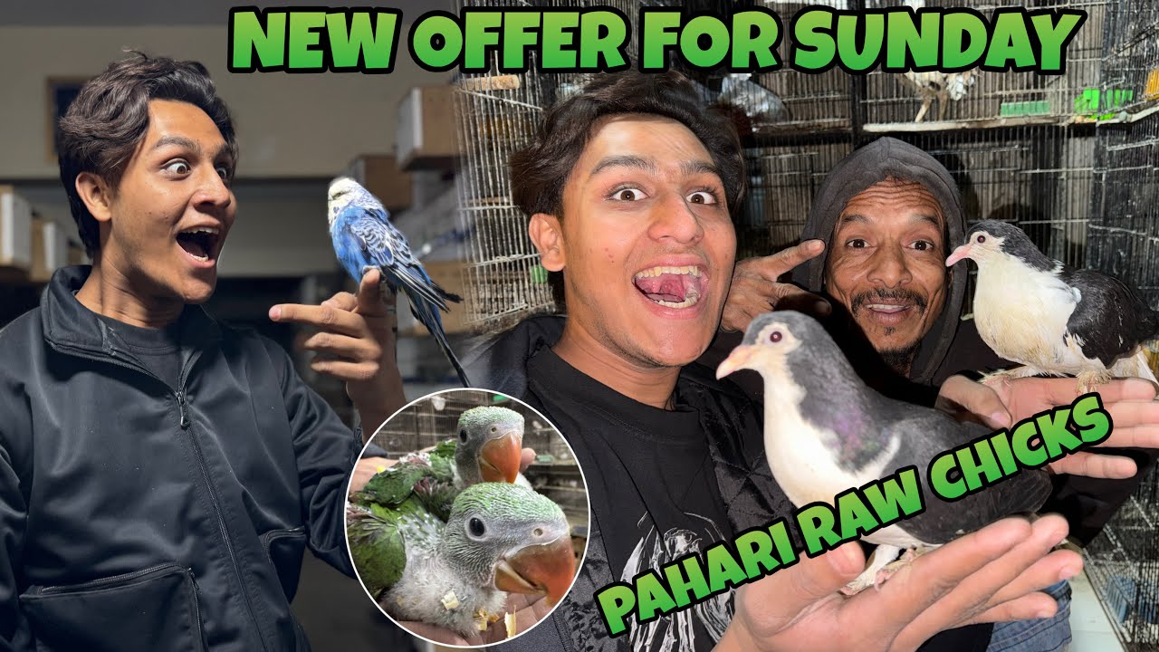 PAHARI RAW CHICKS|HOGOROMO,LOVEBIRDS,BADIES,JAVA|NEW STOCK ARRIVED|A TO Z BIRDS FACTORY