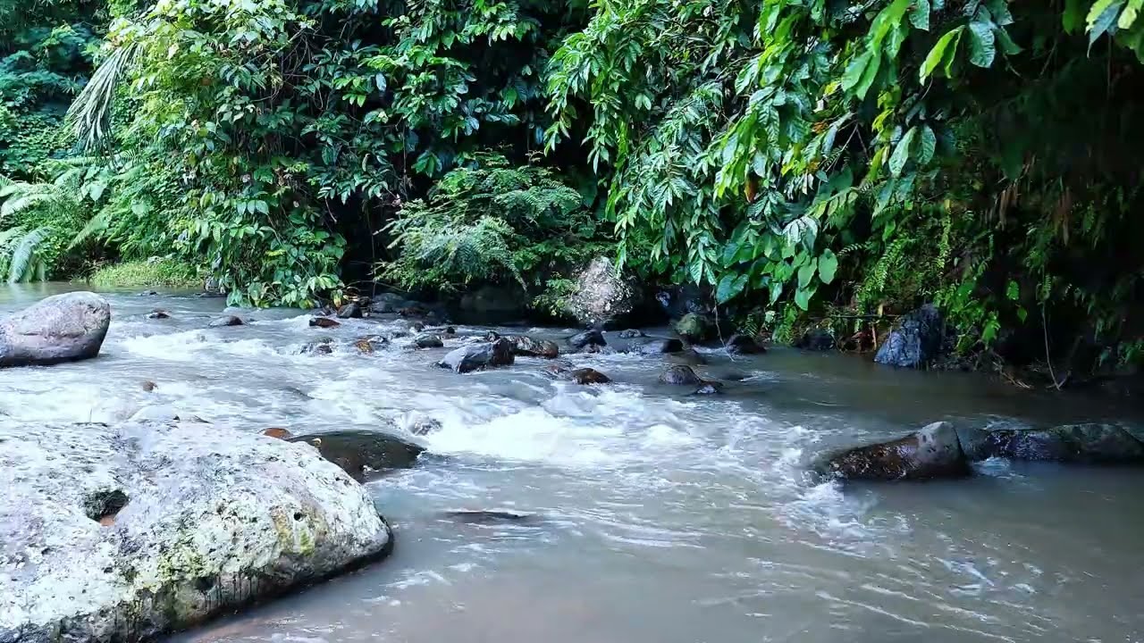 Soothing Forest River | Calm Water Sounds for Sleep & Focus