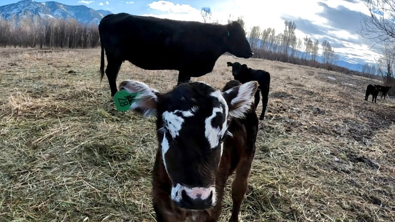 Calving Through Wyoming’s Warmest Winter On Record