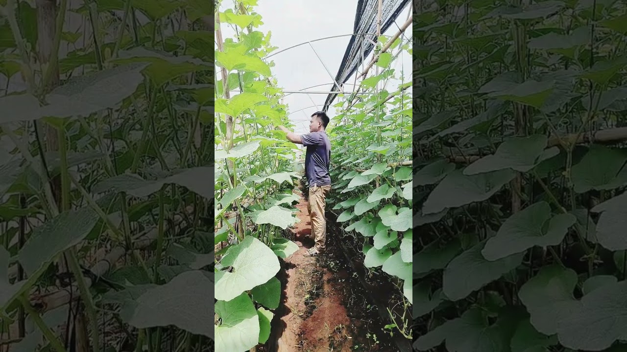 Remove the useless flowers, branches and cut the new bud for the melon tree after Fruit hanging.