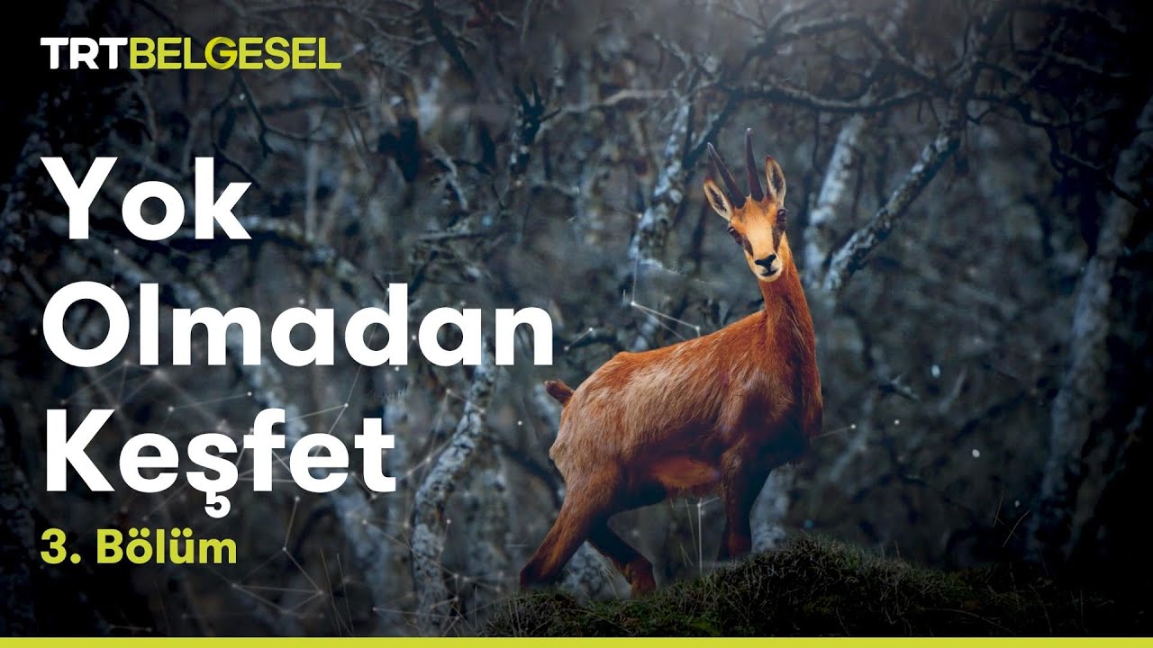 Yok Olmadan Keşfet | Şamua (Çengel Boynuzlu Dağ Keçisi) | TRT Belgesel