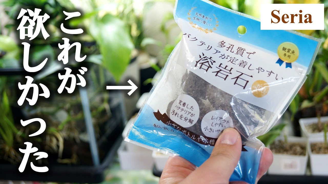 100均で発見！？観葉植物テラリウムに使える”王道アイテム”がこちら♪【ホマロメナ】