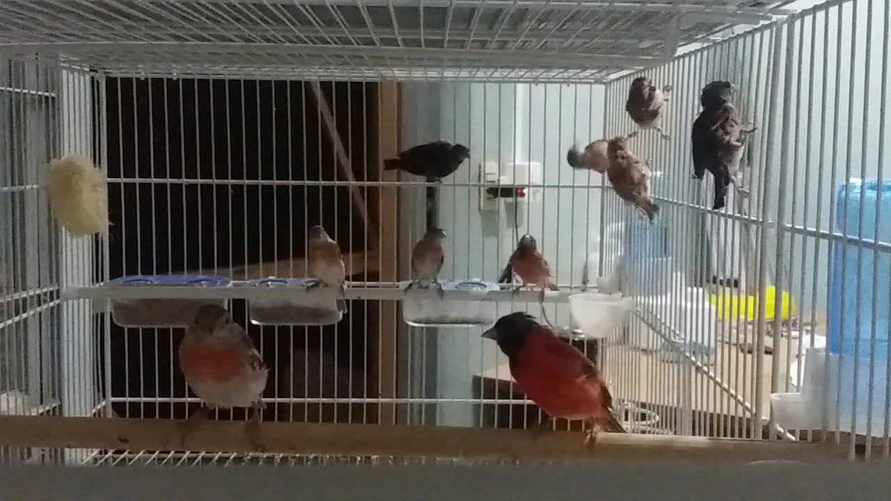 Tarin da Venezuela - pintassilgo venezuelano - Carduelis cucullata
