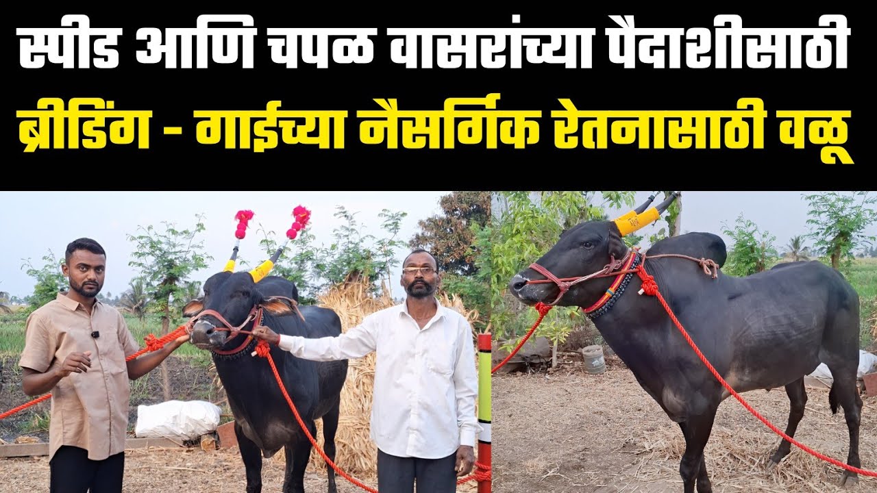 स्पीड &चपळ वासरांच्या पैदाशीसाठी | ब्रीडिंग-गाईच्या नैसर्गिक रेतनासाठी वळू | सुनिल अनपट-8080297102