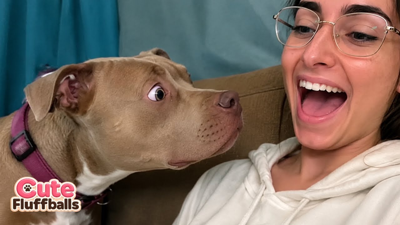 Невозможно не смеяться 😹 Самые смешные собаки и кошки 2025 года 🐶 | Подборка милых пушистых комоч...