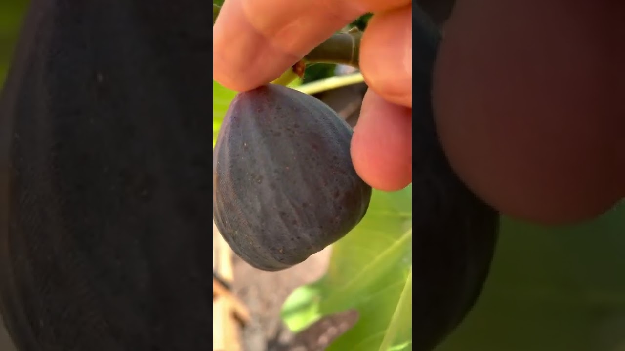 Calderona fig (9/6/21) - Just another day!