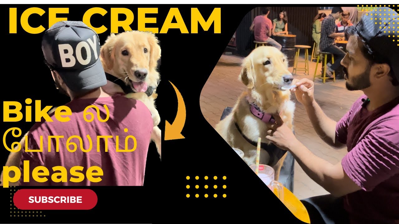 Night Out || Reggie || Golden Retriever