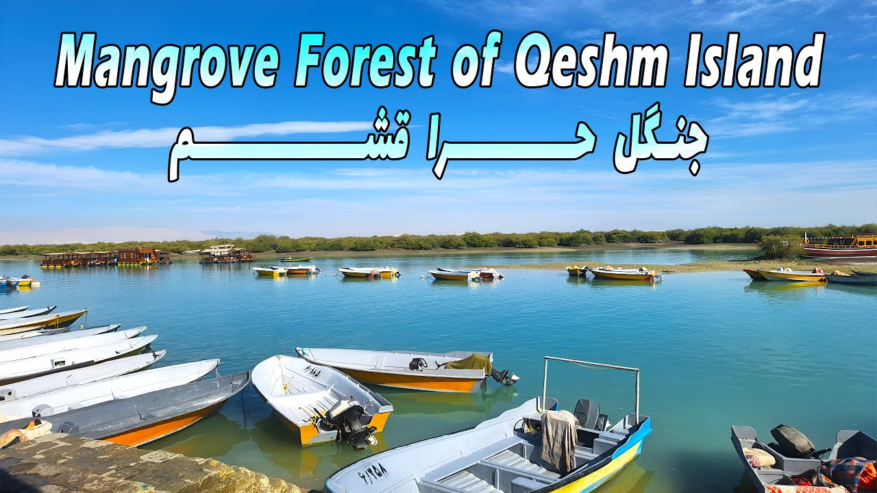 Mangrove Forest of Qeshm Island: A Natural Wonder in Hormozgan, Iran 2025 جنگل حرا قشم