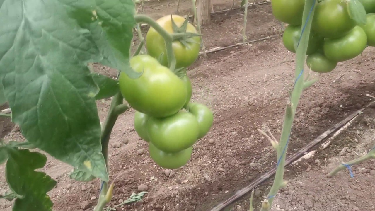 Umagna RZ F1 este un hibrid de tomate de tip generativ, cu creștere nedeterminata și fructe rotunde