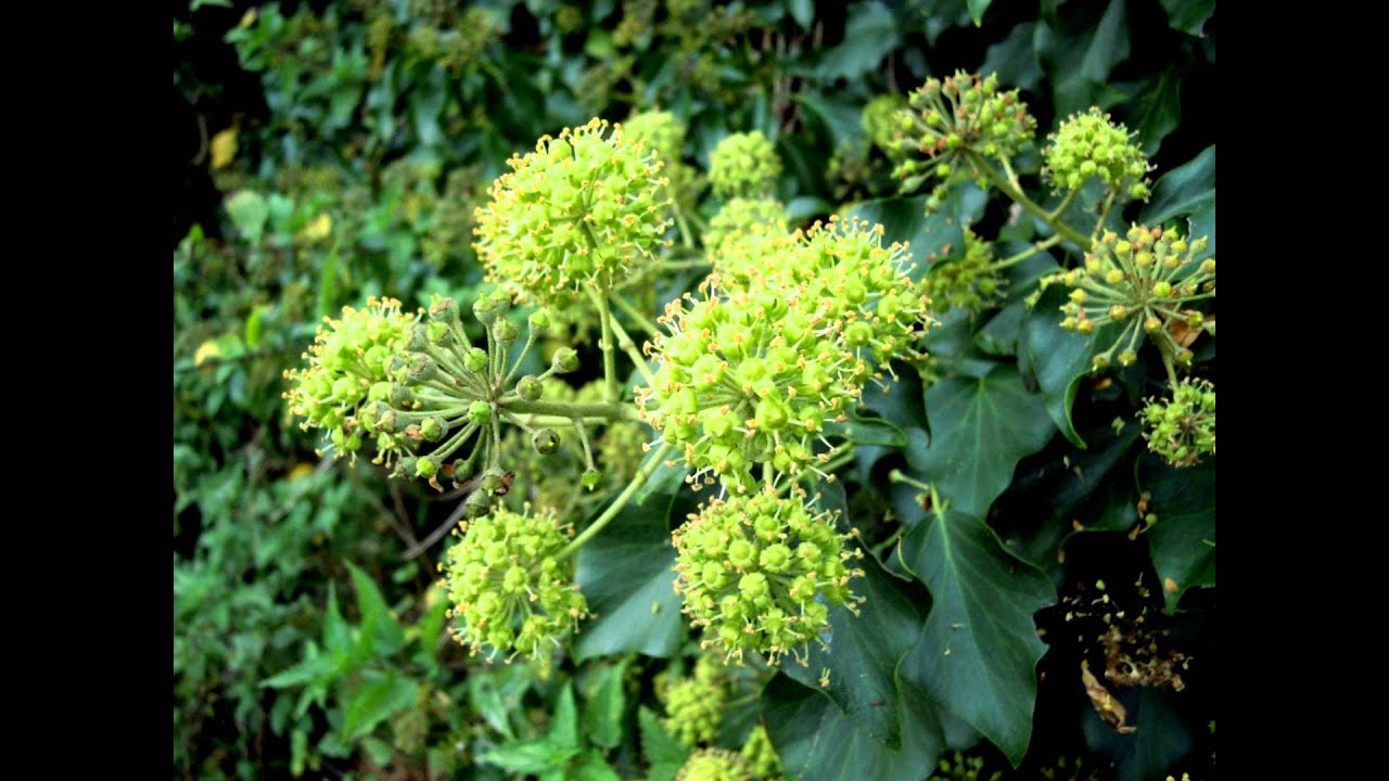 ✿Rebecca Tripp✿ - Ivy Waltz