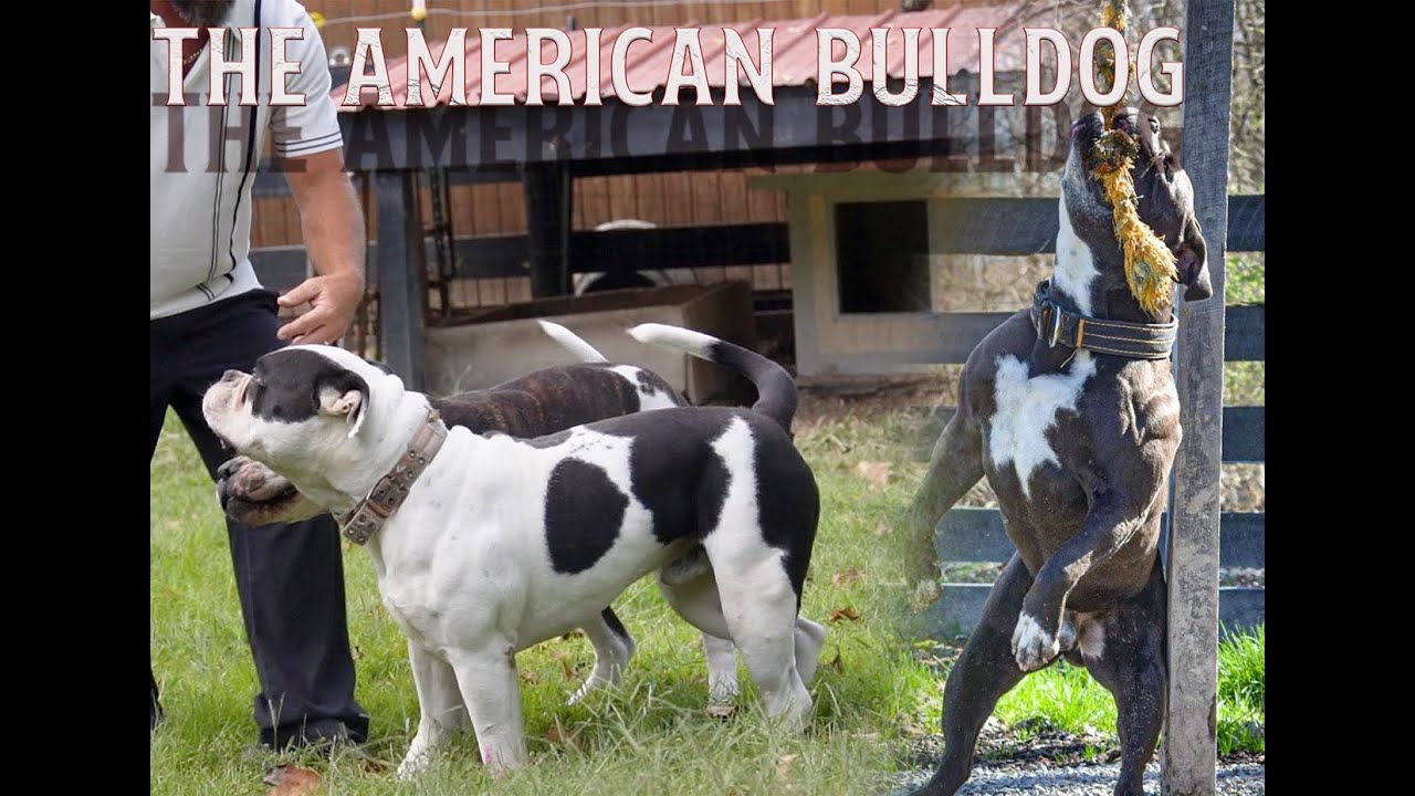 АМЕРИКАНСКИЕ БУЛЬДОГИ (интервью в Bretton's Bulldogs)