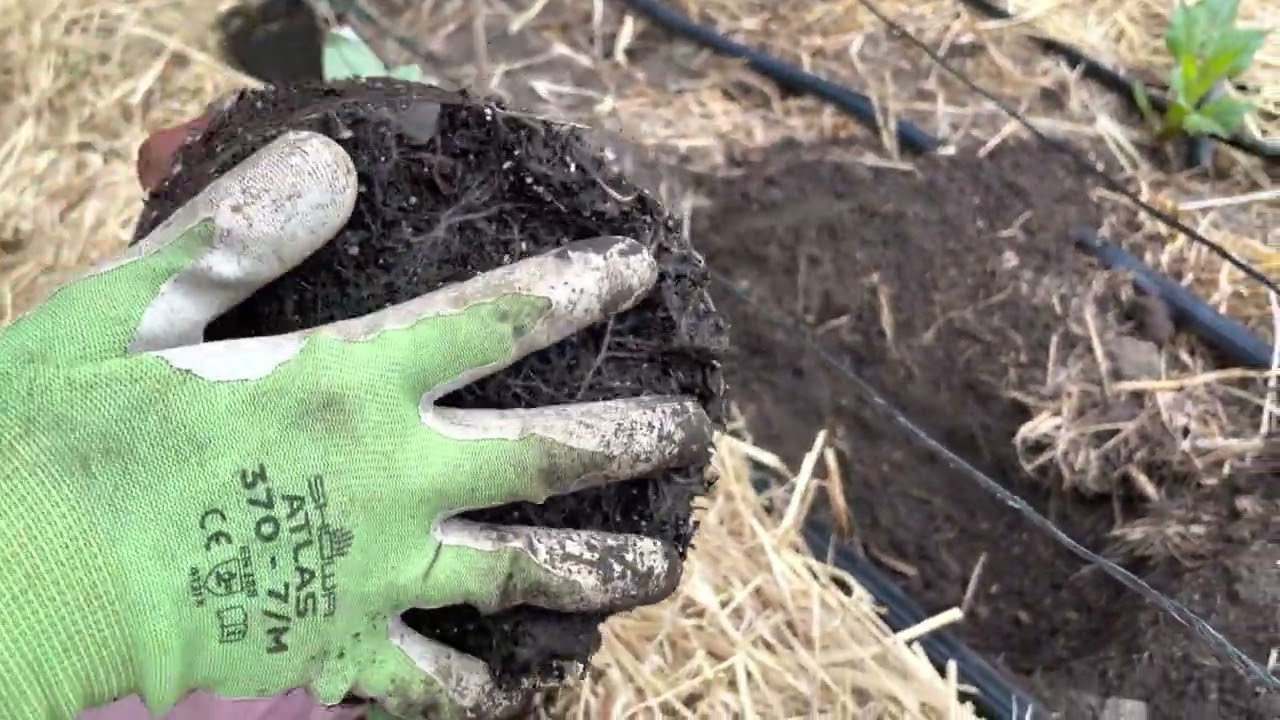 148.  Checking Young Plants Grown From Tubers and Replacing Those That Have Failed to Grow.