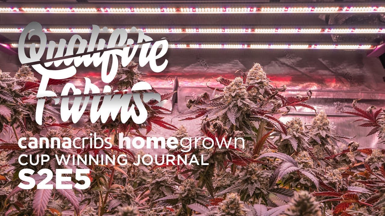 How To Manage Flowering Plants