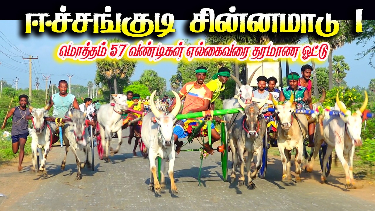 ஈச்சங்குடி சின்னமாடு 1 பந்தயம் 22.03.2026