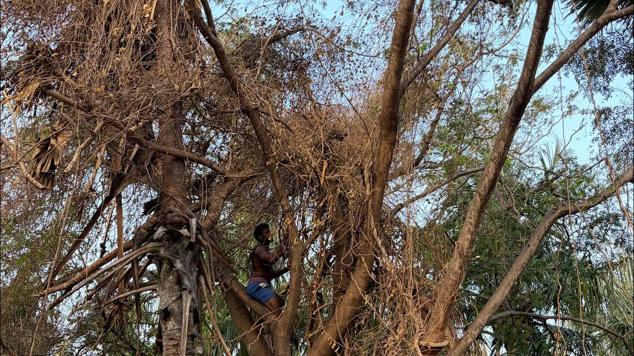 Tree#cutteraravind#toptrendingvodes#kanyakumari8248851253
