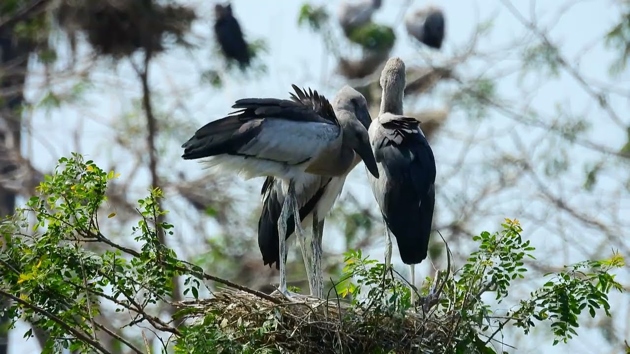 EP508 AMAZING PLACE OF AVIAN BIRD CRANE NESTING ON THE TREE FLOODED FOREST RAINFOREST RELAXING FILM