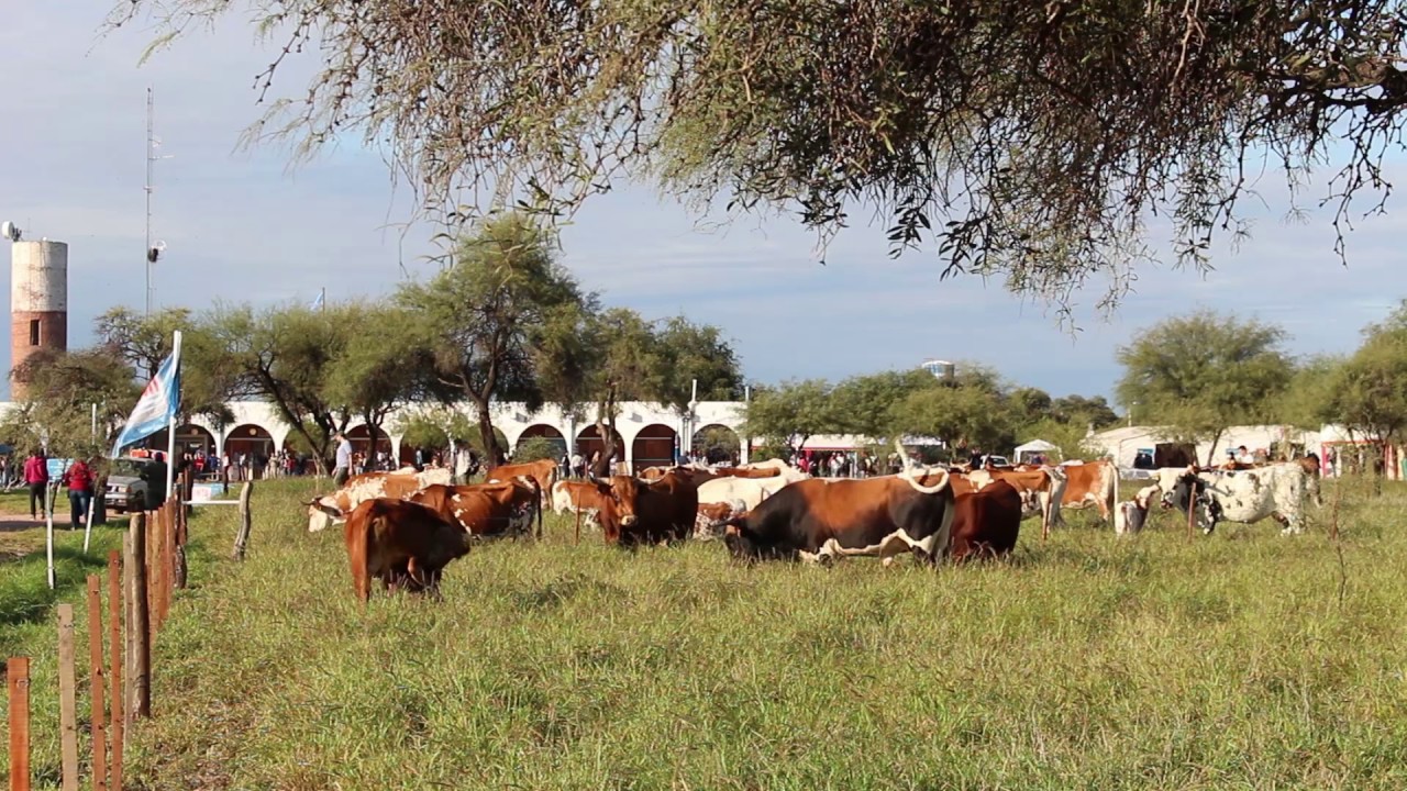 Ganado Criollo (Procampo 670 - Bloque 2)