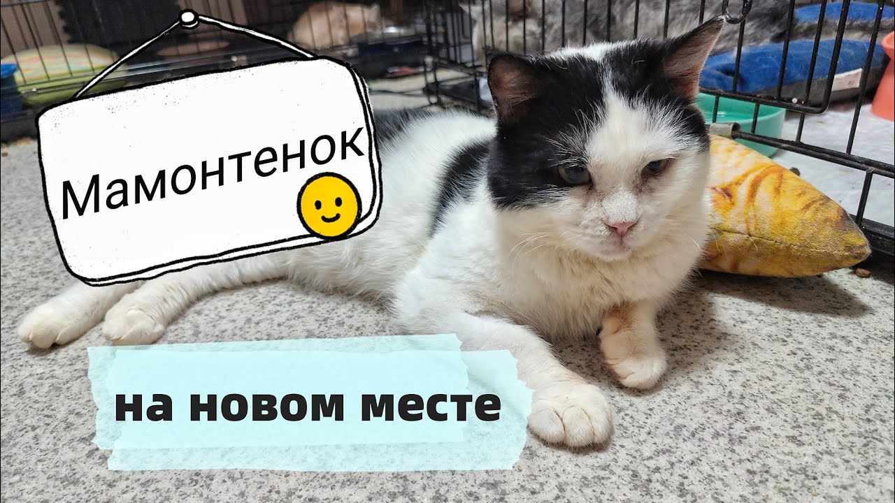 Мамантенок выходит из ванной