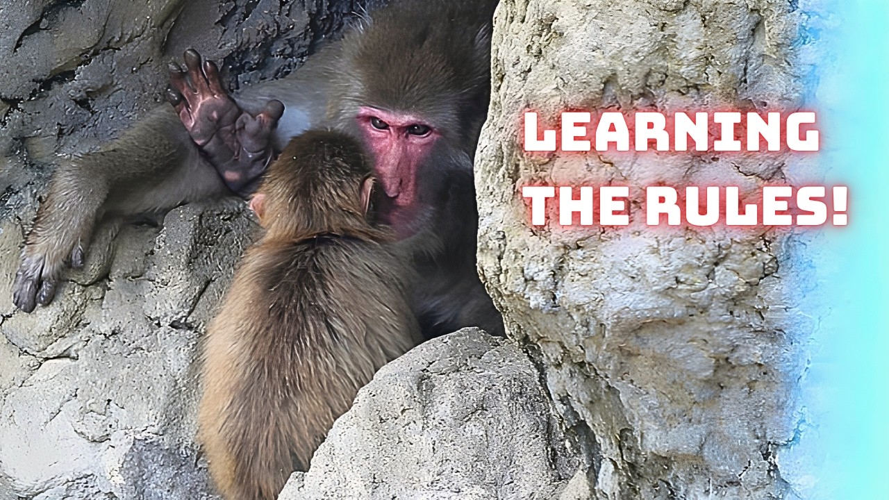Even Baby Monkeys Get Put In 'Time Out'! Punch Learns a Hard Lesson 🐒
