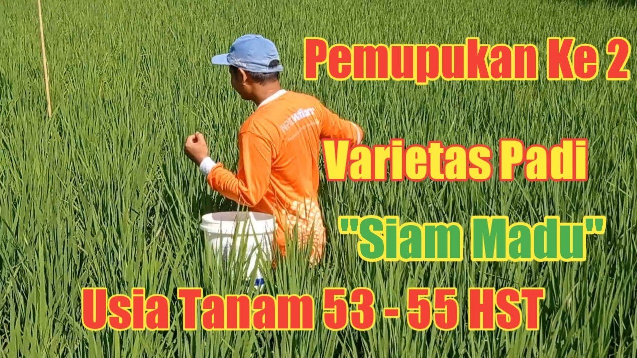 Pemupukan Ke 2 NPK Mutiara dan Urea di Padi Siam Madu #padisawah #varietassiammadu #pupuksusulan