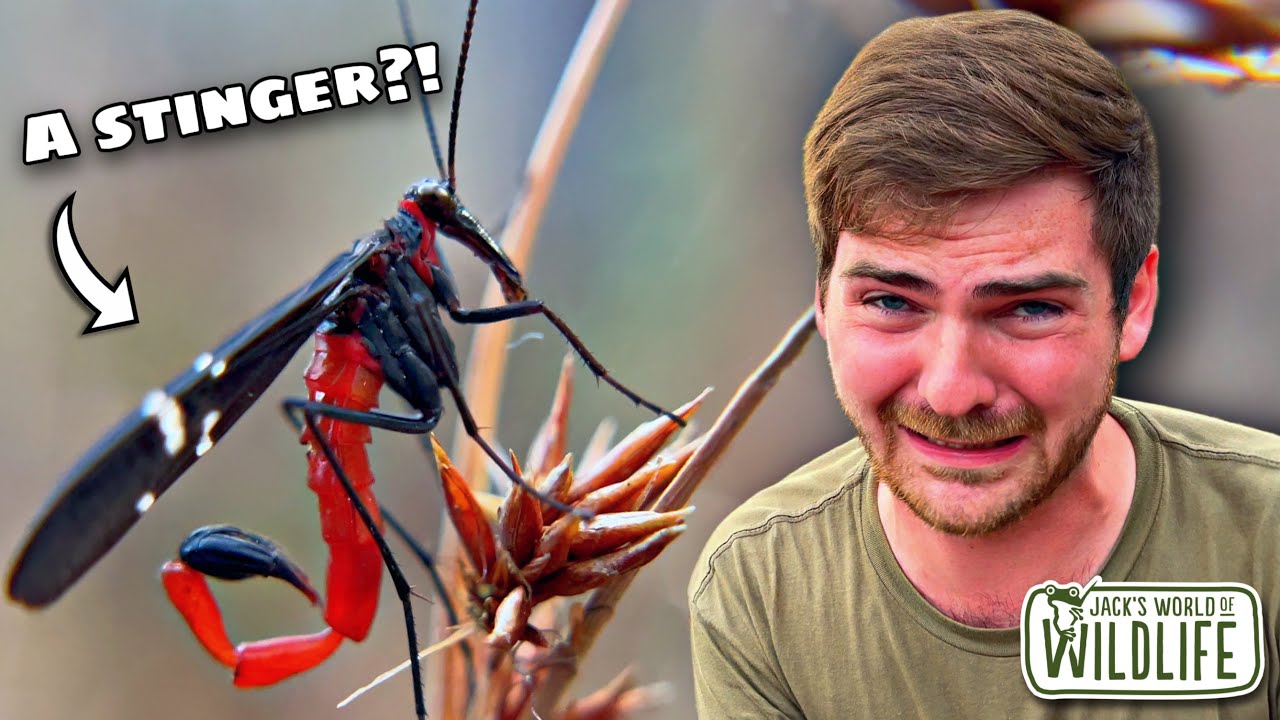 It EATS FLESH!? Nature's MOST BIZARRE Insect Could Live NEAR YOU!