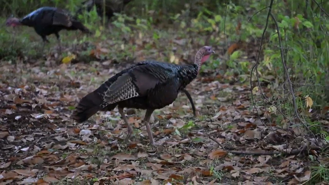 Turkeys