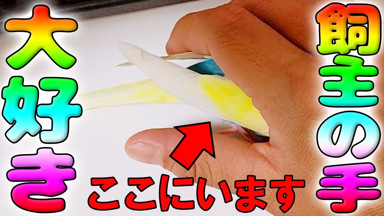 飼い主の手に自ら入ってくる赤ちゃんインコ。