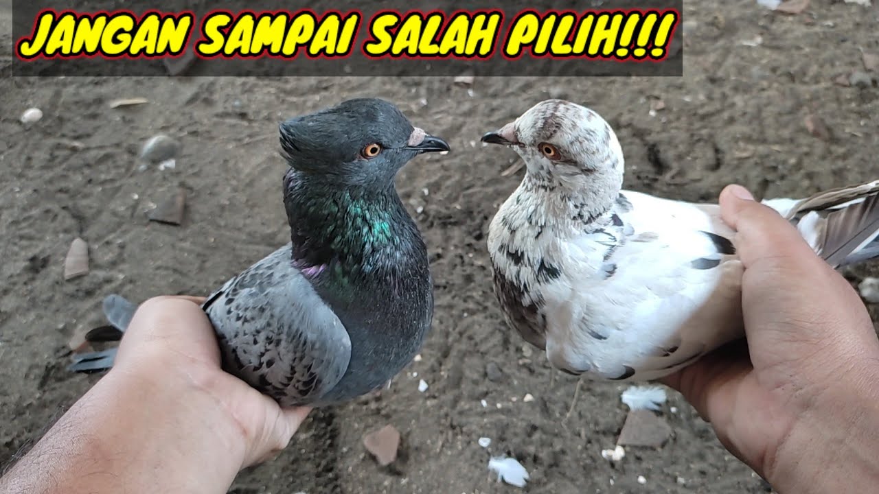 CARA PALING GAMPANG MEMILIH MERPATI TINGGIAN