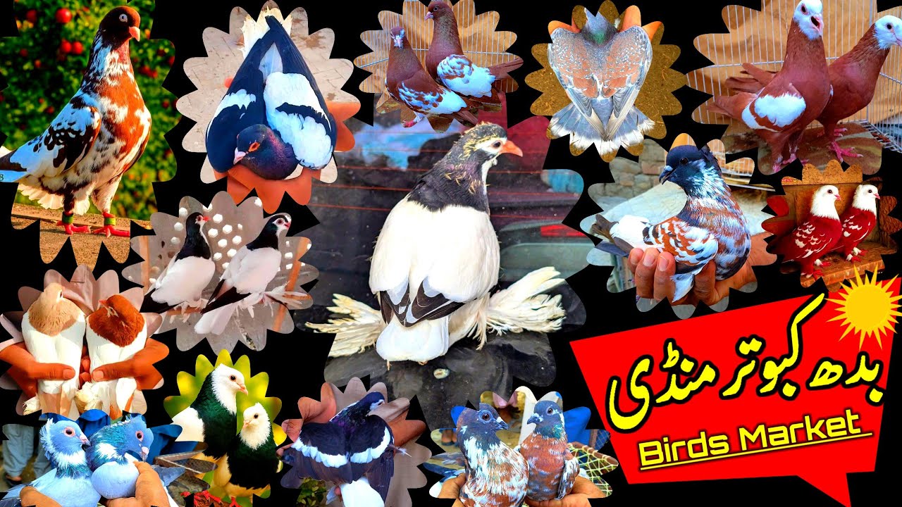 Wednesday Kabootar Mandi Punjab Update | ColorFull Pigeons Available In Cheap Prices | Pigeon Video 
