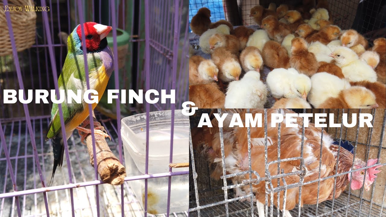 UPDATE HARGA BURUNG FINCH DAN AYAM PETELUR DI PASAR BURUNG SUKAHAJI BANDUNG
