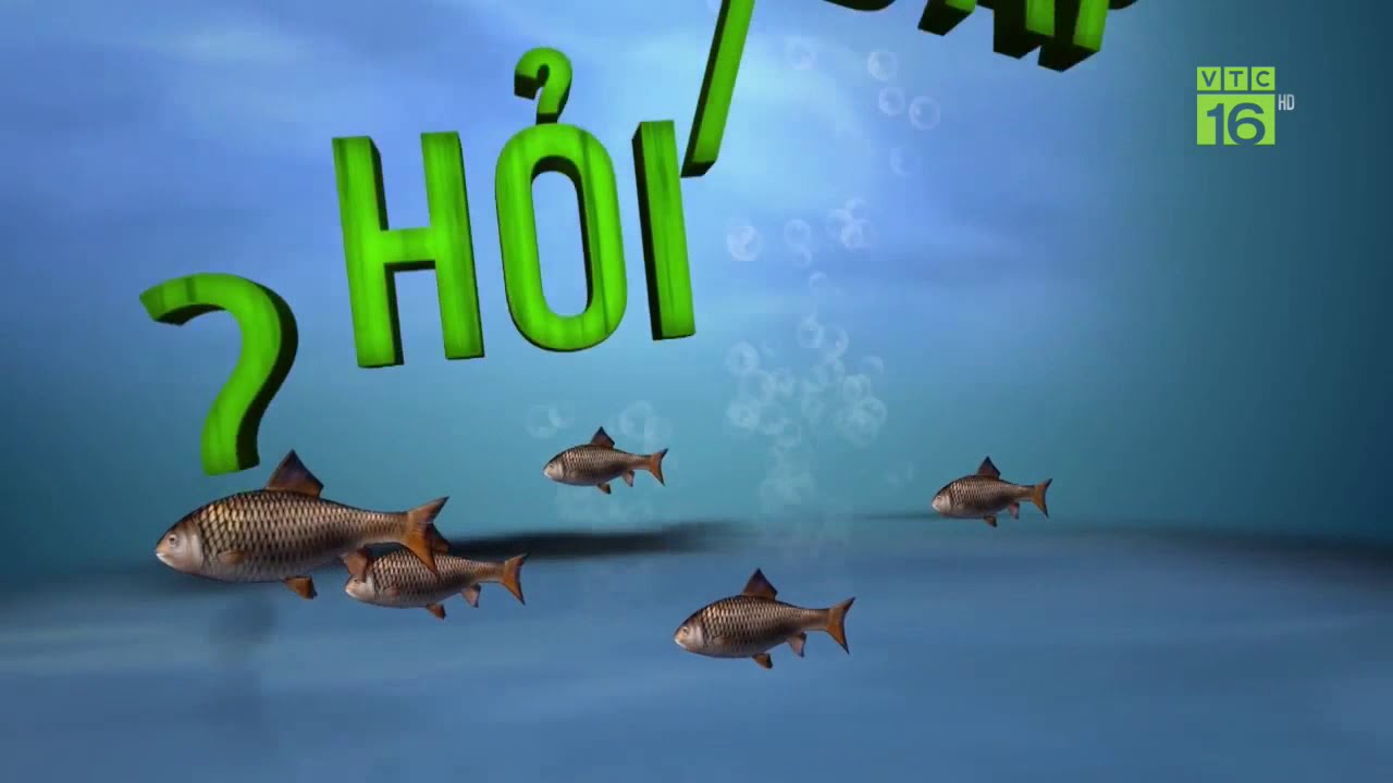 Mật độ thả nuôi cá trắm cỏ | Hỏi đáp trong ngày 13/08/2019 | VTC16