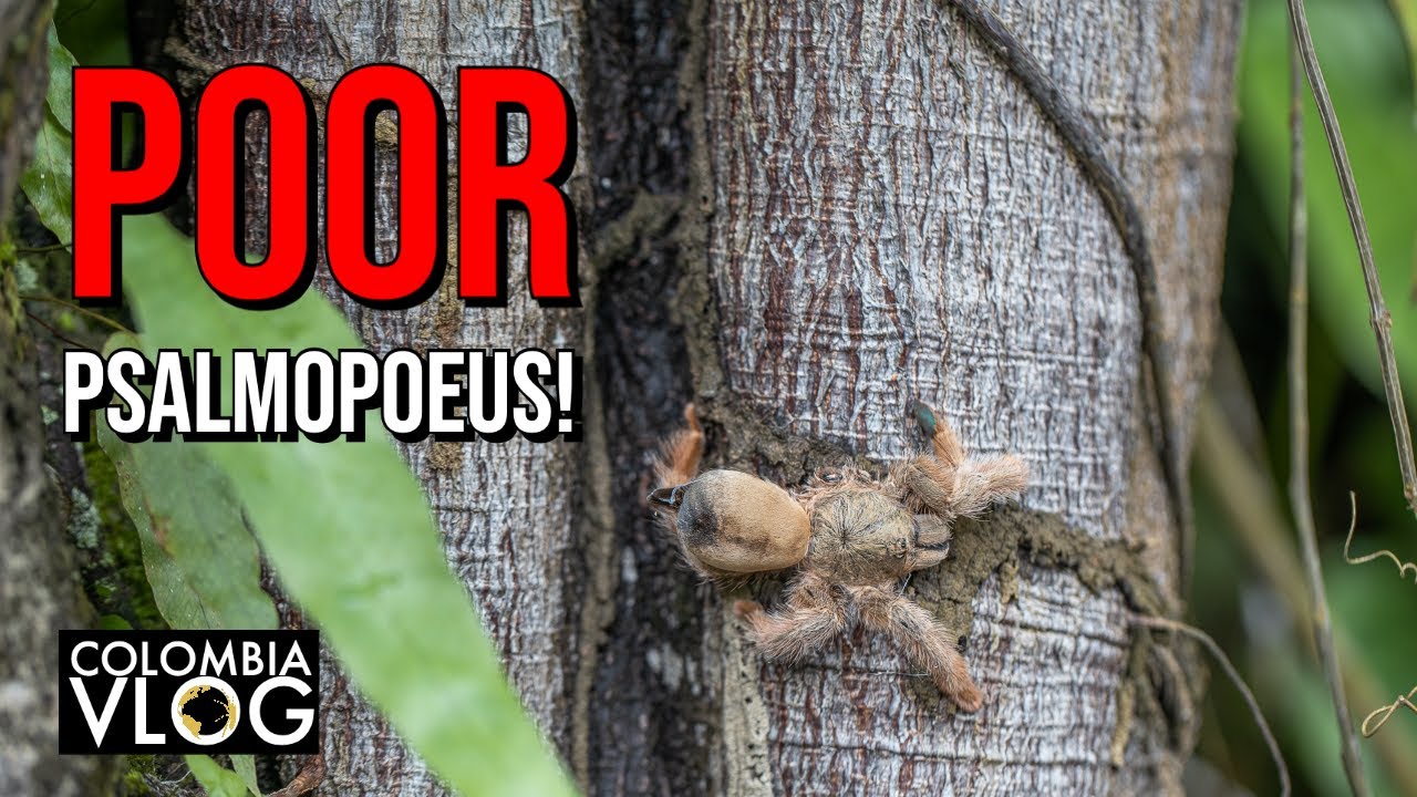Tarantula Documentary - Psalmopoeus Emerald Tarantula in Colombia