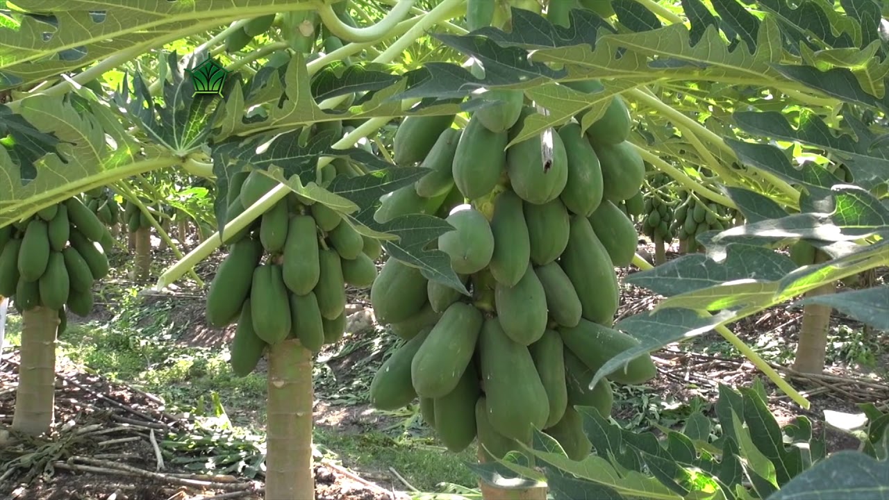 AgroScience | Altos Rendimientos en Papaya con Oscar Cabrera