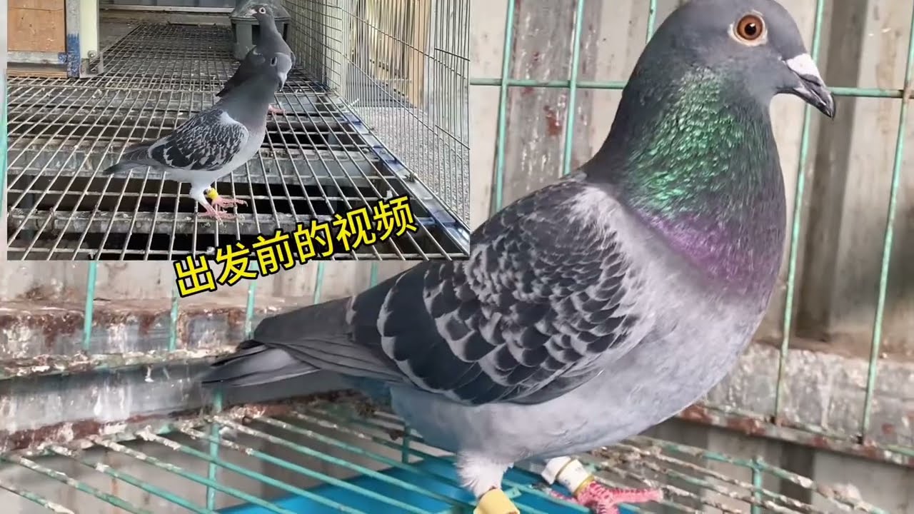 【小悠賽鴿】第220期：公棚只交1只居然入賞了，2800拍回來做種，6只幼鴿下窩送去廈門參賽
