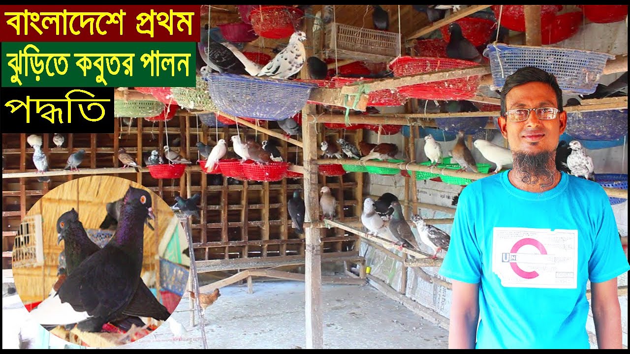 কম খরচে আবদ্ধ অবস্হায় বাংলাদেশে সর্ব প্রথম ঝুড়ি পদ্ধতিতে সম্পূর্ণ দেশি কবুতরের খামার গড়ে স্বাবলম্বী।