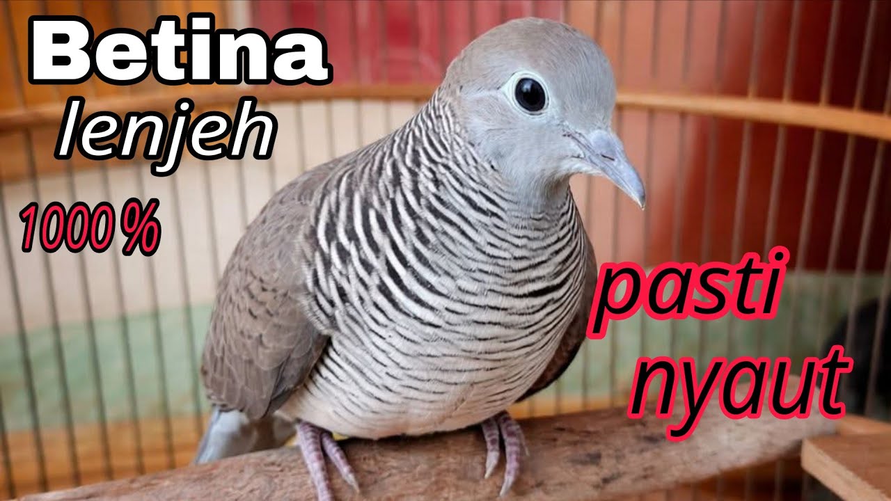 Perkutut lokal betina lenjeh 1000% pasti nyaut