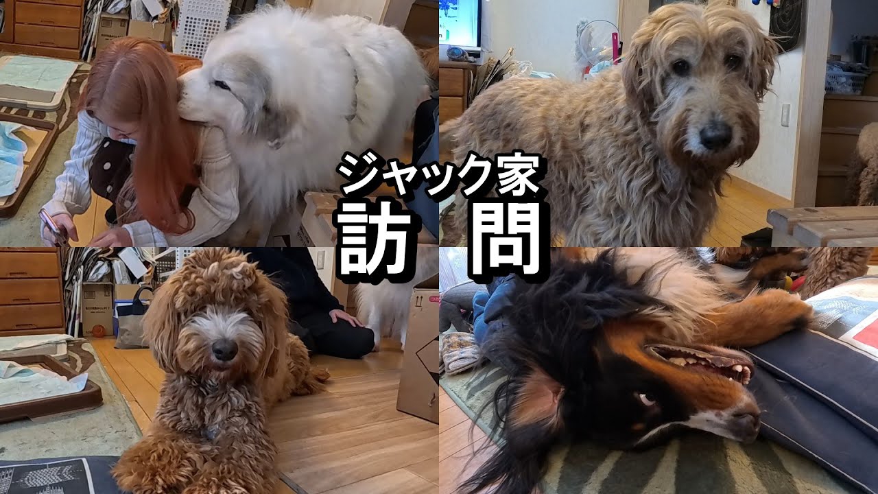 【ラム＆ピコ】ジャック家を訪問しました