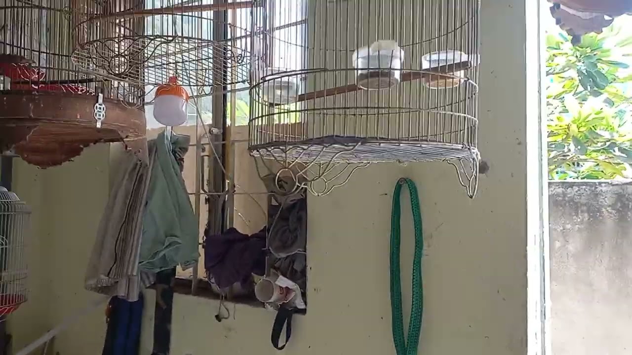 Chim sâu đầu đỏ mái ở nhà Ro như Cái Máy nhưng đã Bị Bể Rừng rồi.