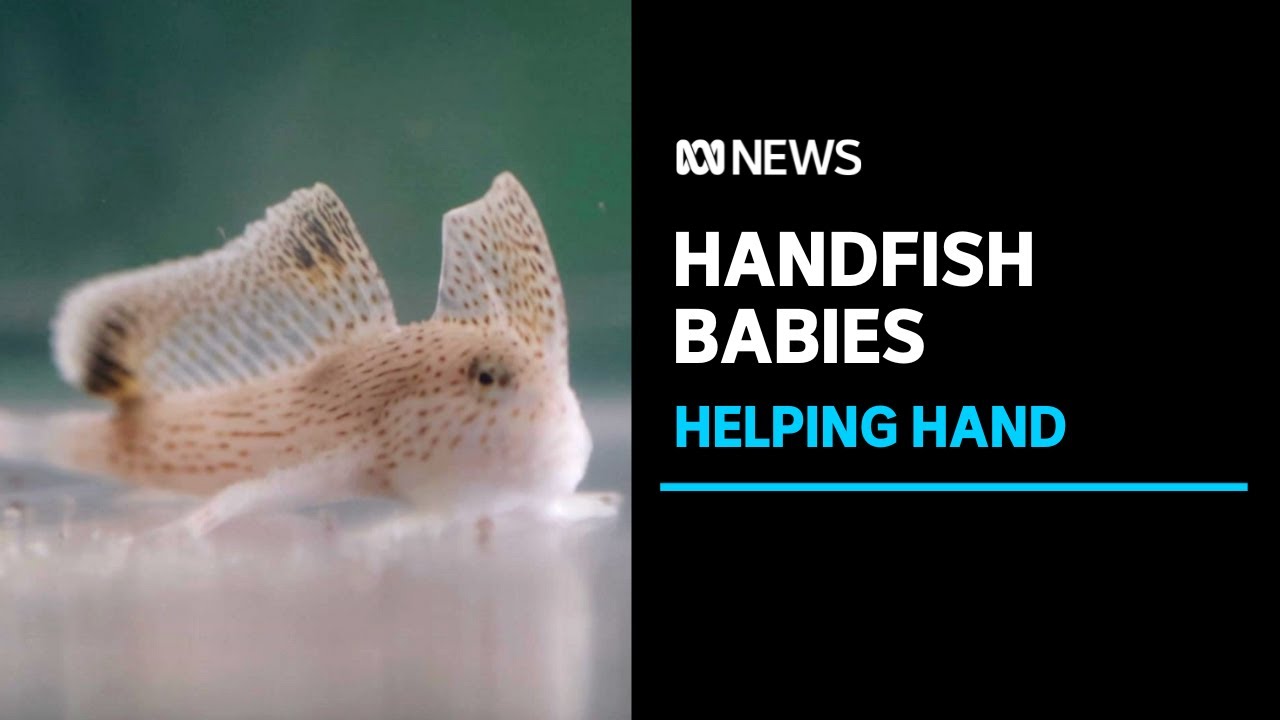 The baby boom hoping to bring the handfish back from the brink | ABC News