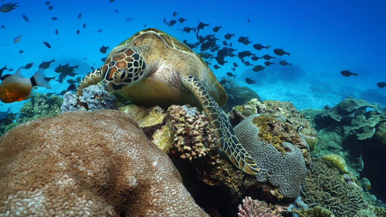 Mikumba Diving Komodo