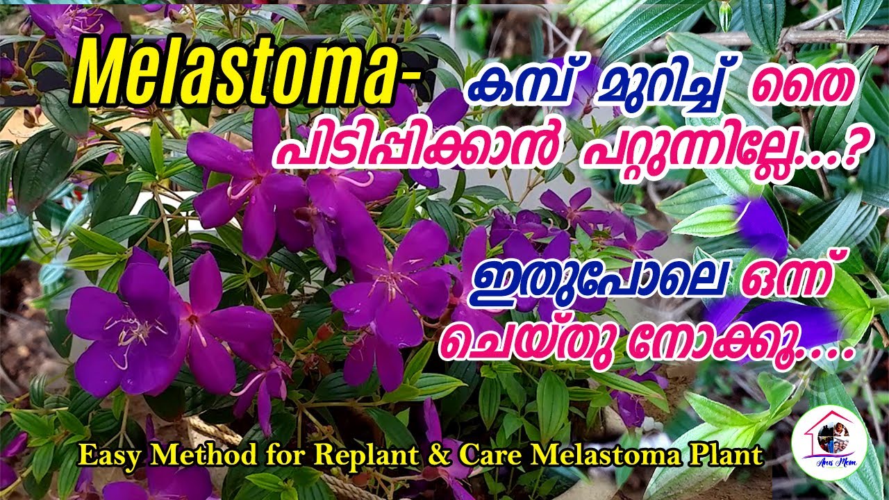 മെലാസ്റ്റോമ|How to Replant and Care Melastoma| Propagation and Grow Melastoma|Flowering Tips|ArusMom