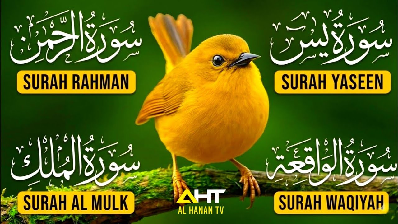 Magical Recitation | Surah Yaseen | Surah Rahman | Surah Waqiah | Surah Mulk