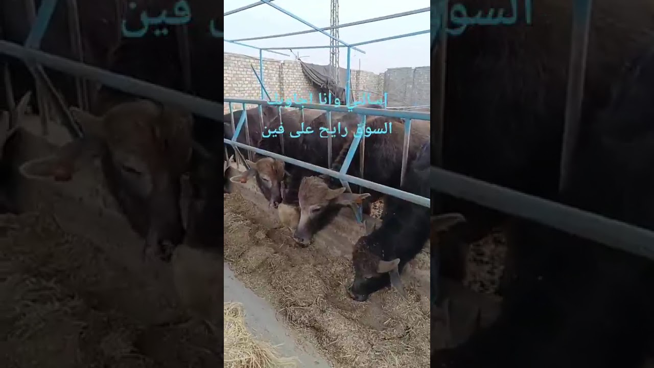 ٤ فبراير ٢٠٢٦