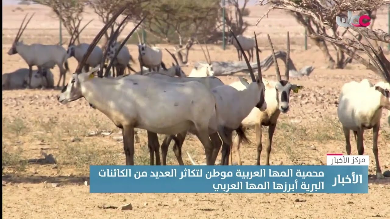 تقرير | محمية المها العربية.. موطن لتكاثر العديد من الكائنات البرية.