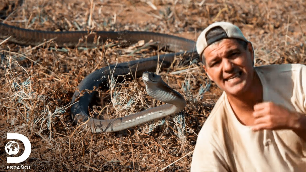 Frank y su encuentro con la serpiente más peligrosa de África | Wild Frank