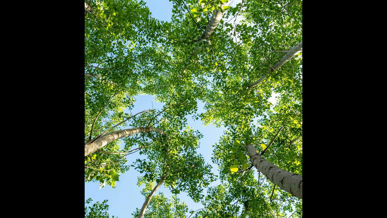 Bridging gaps in asthma care