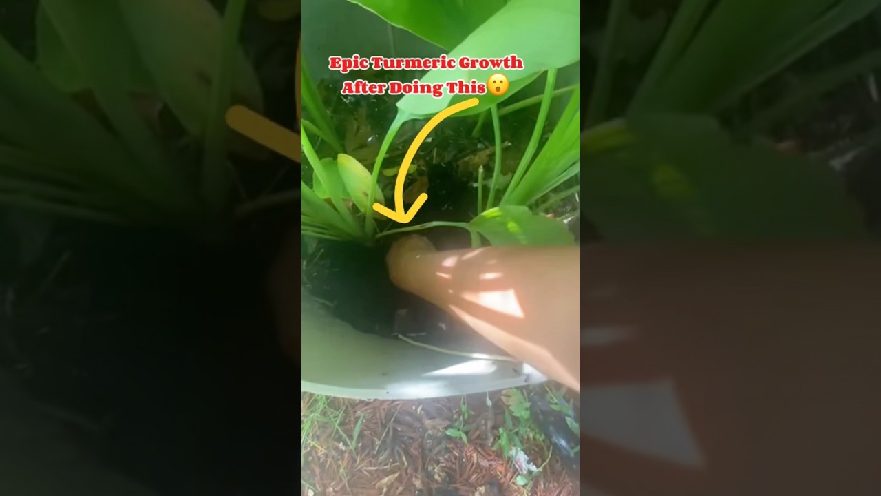 Сделайте это, чтобы без усилий вырастить куркуму!
