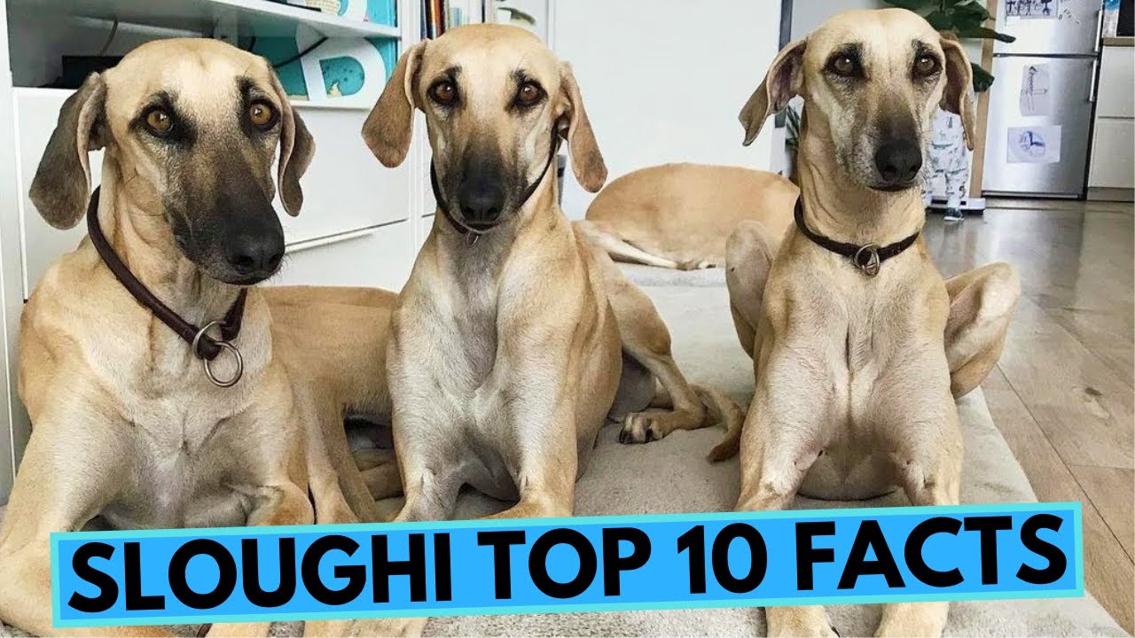 Sloughi - TOP 10 Interesting Facts