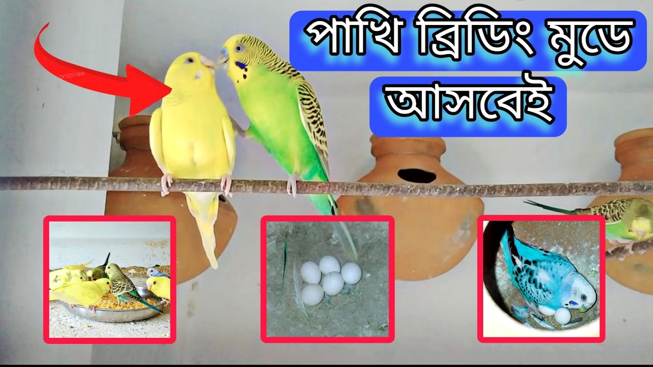 বাজরিগার পাখিকে দ্রুত ব্রিডিং মুডে আনার সহজ উপায়। বাজরিগার পাখি পালন।।