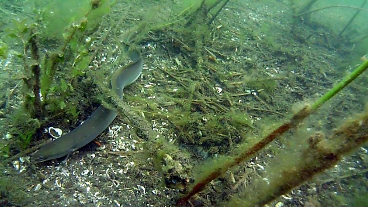 Węgorze / Eels